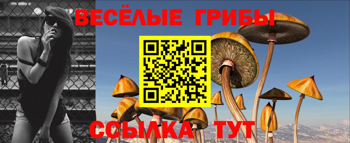 Бердск  Галлюциногенные грибы Cubensis  Вход с VPN 